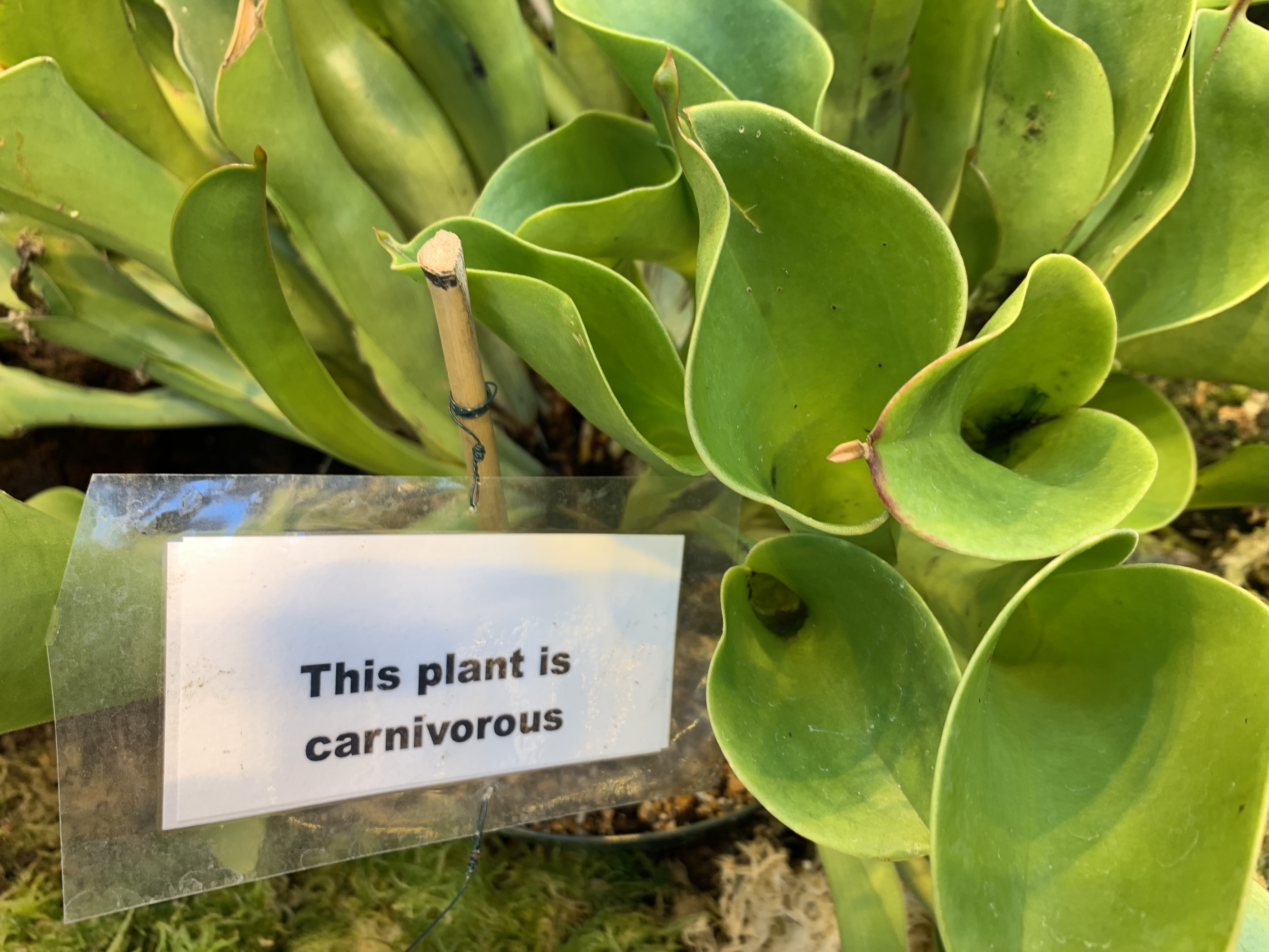 carnivorous plant