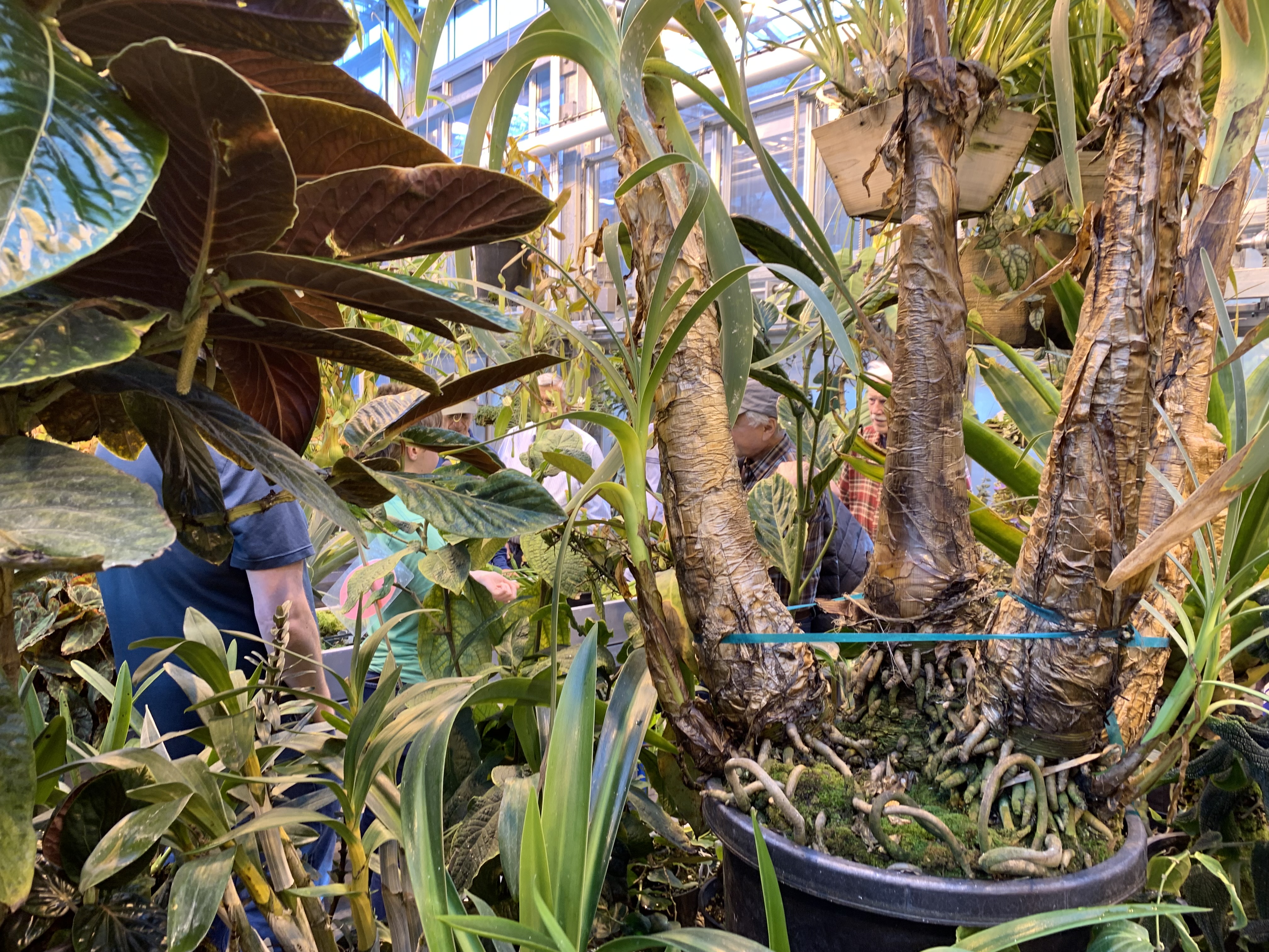 greenhouse men  tour