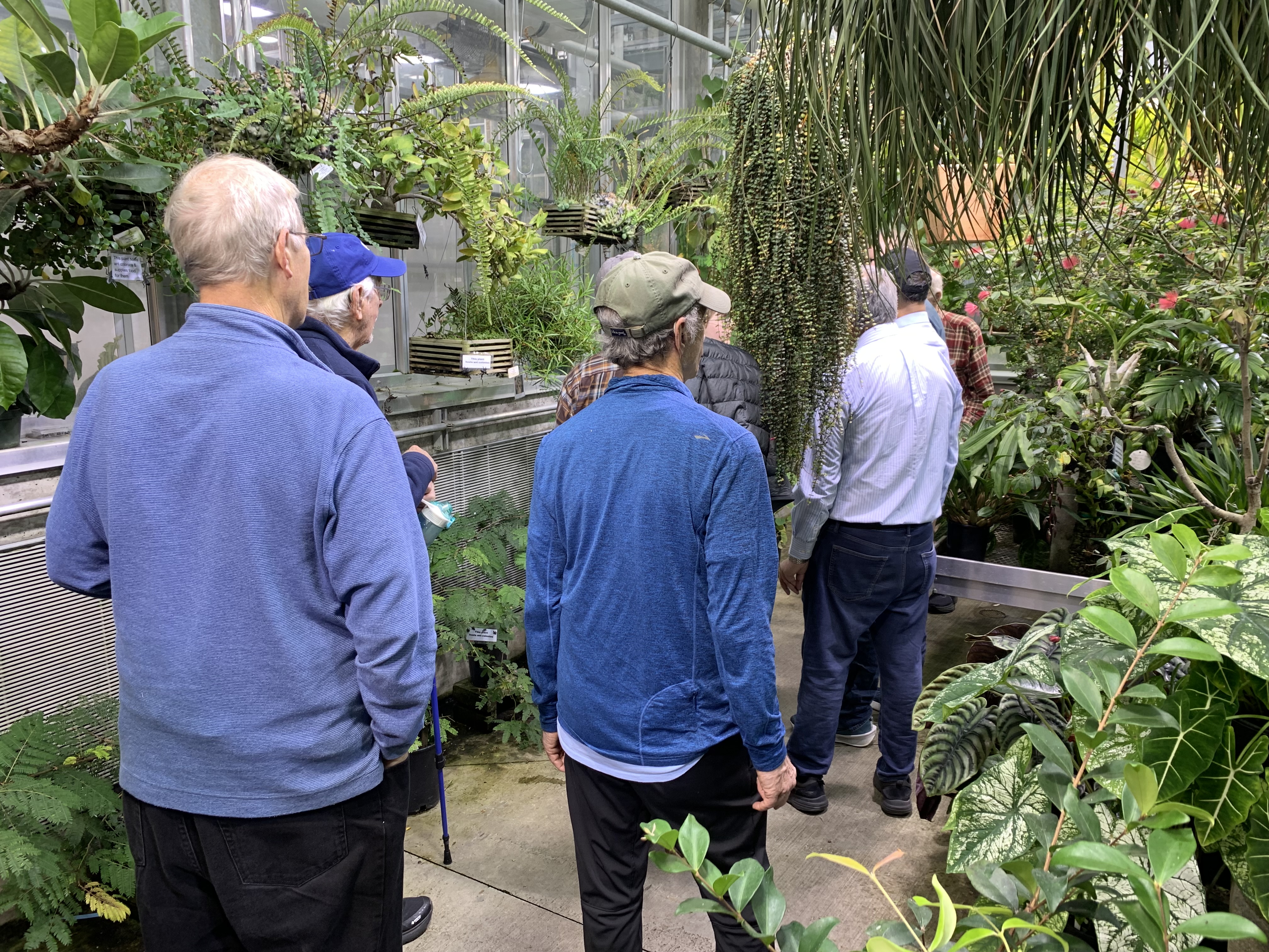 greenhouse men looking