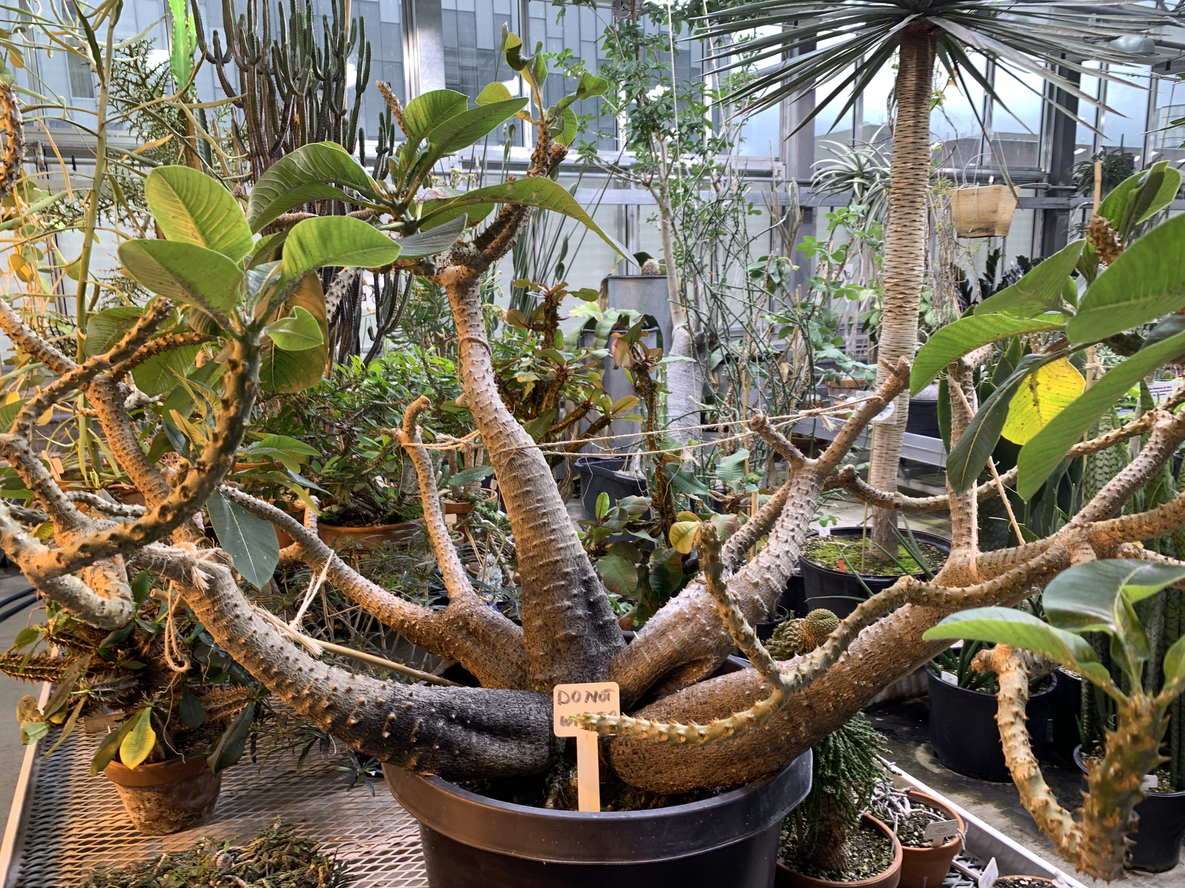 greenhouse odd plant