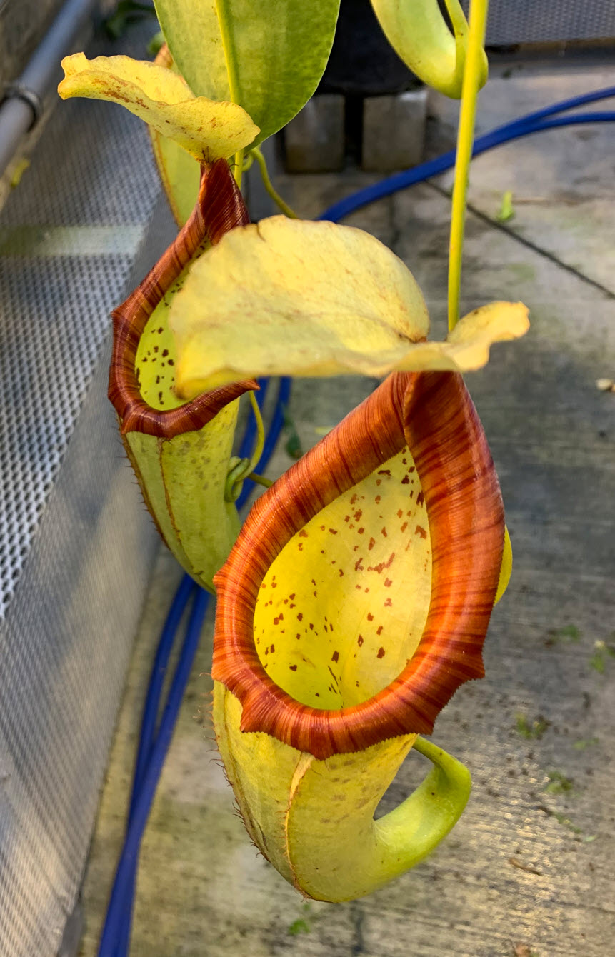 greenhouse weird flower