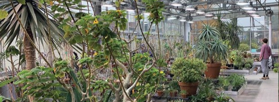 greenhouse greenhouse