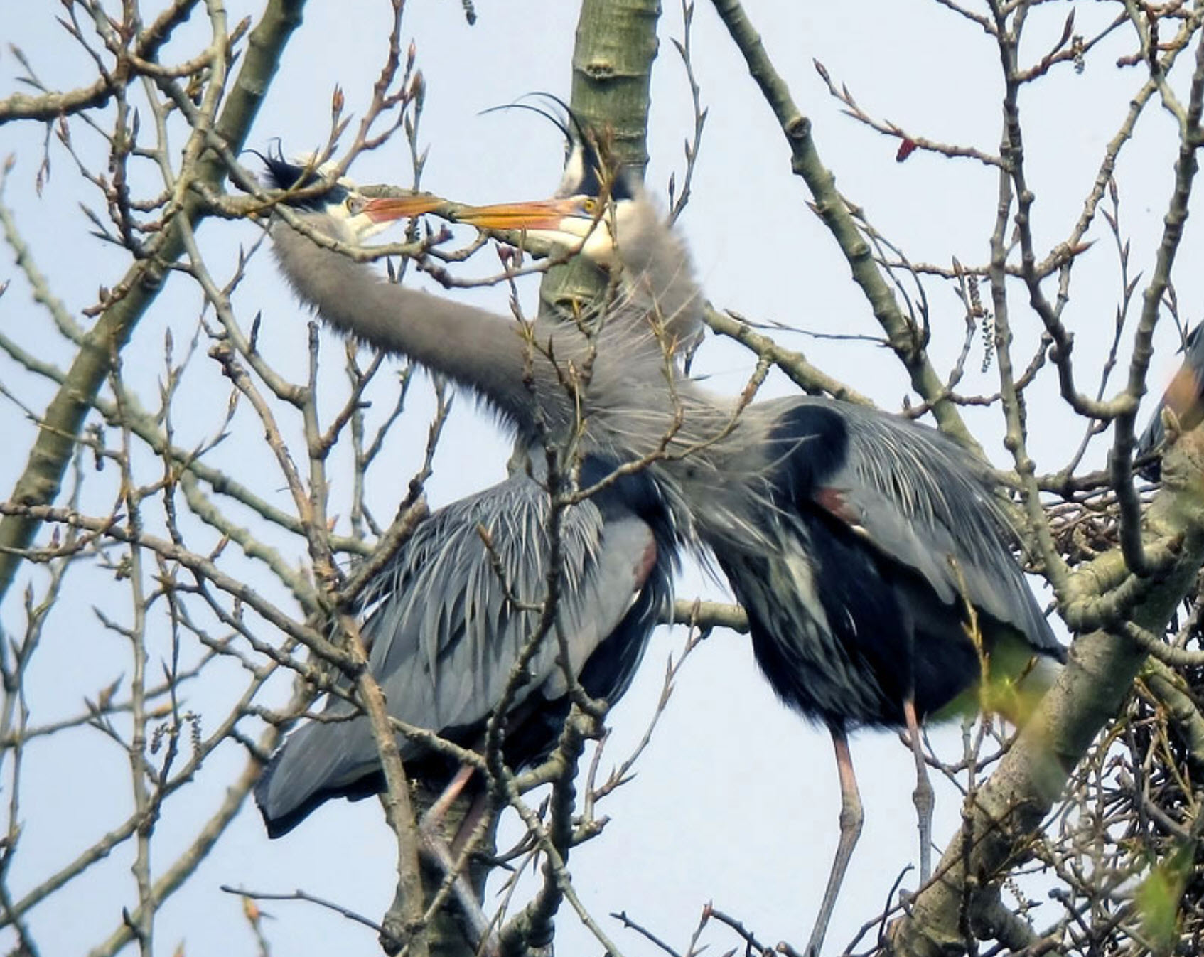 heron coursthip