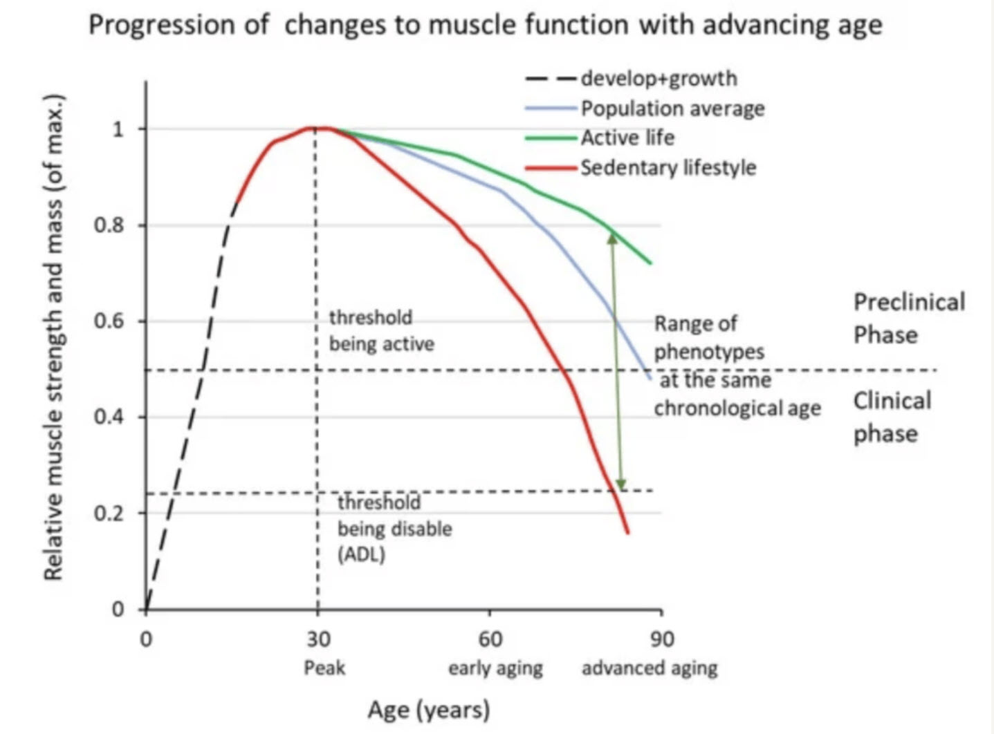 muscle loss chart