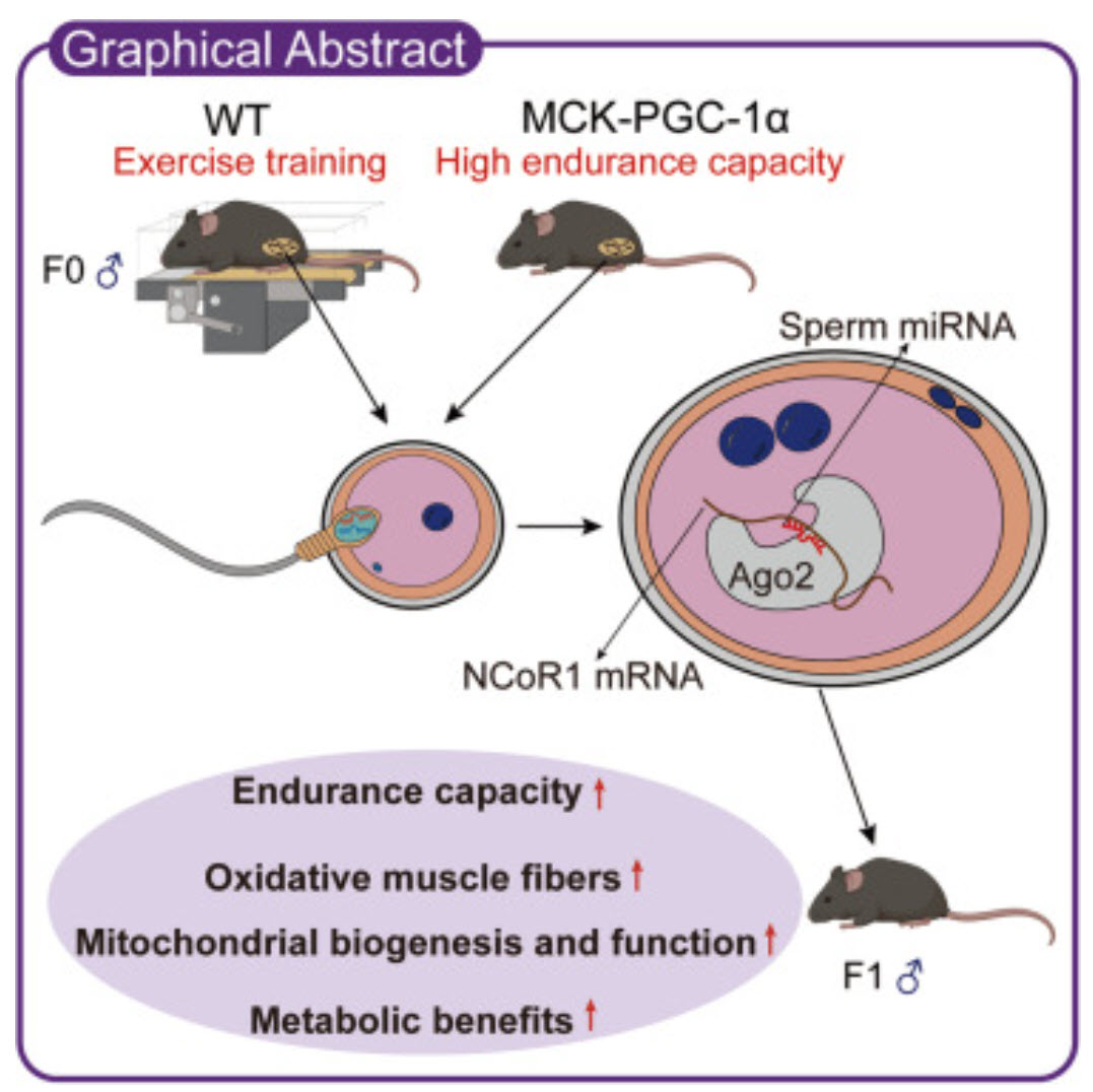 paternal exercise in mice