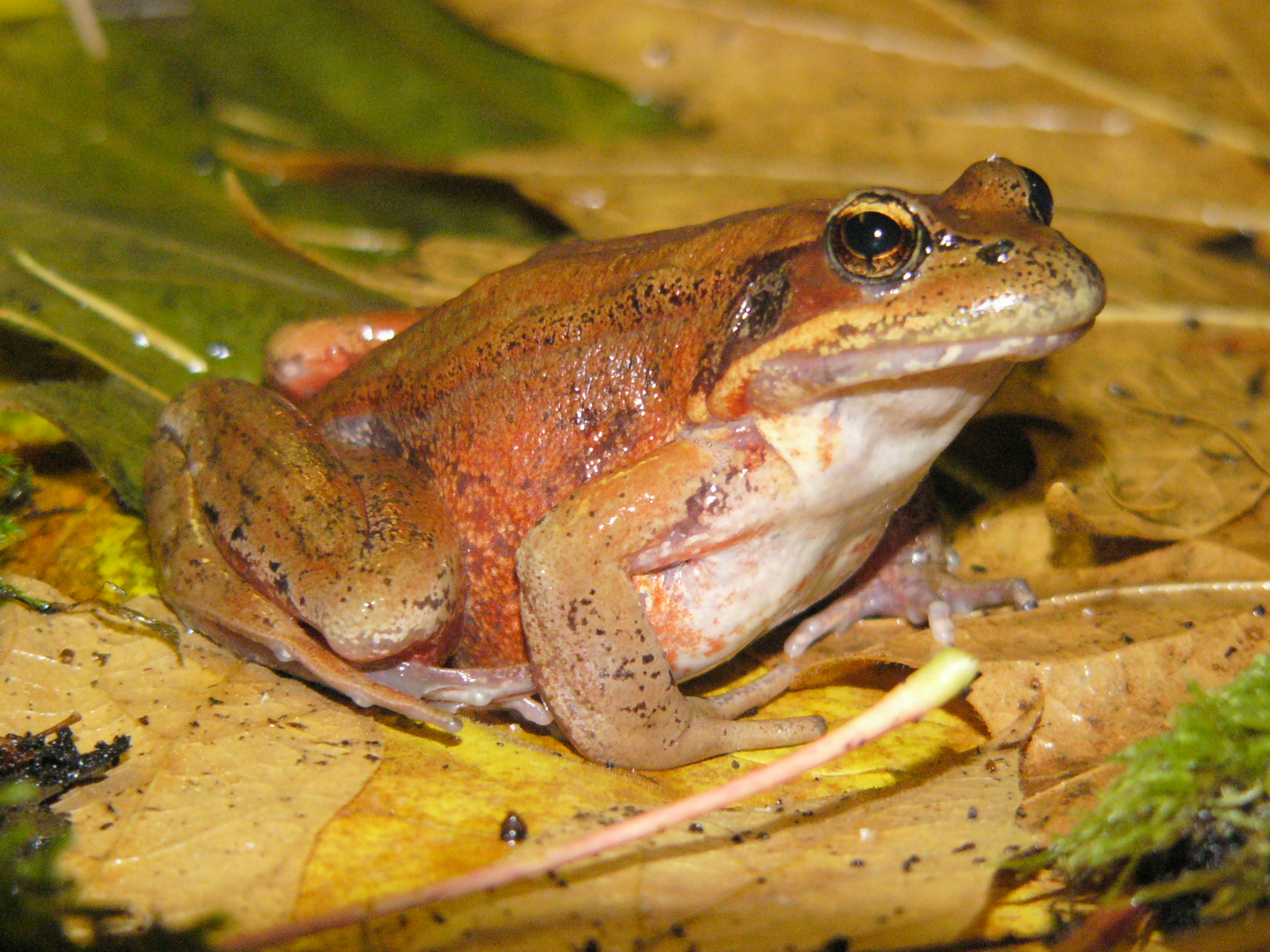 Duwamish frog